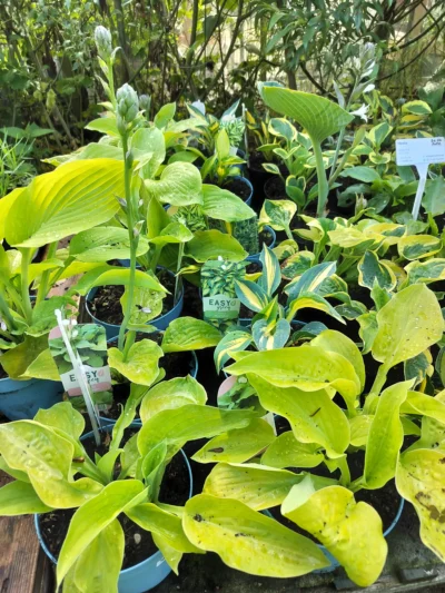 Hosta mix