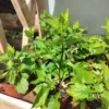 Japansk asters