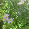 Japansk asters