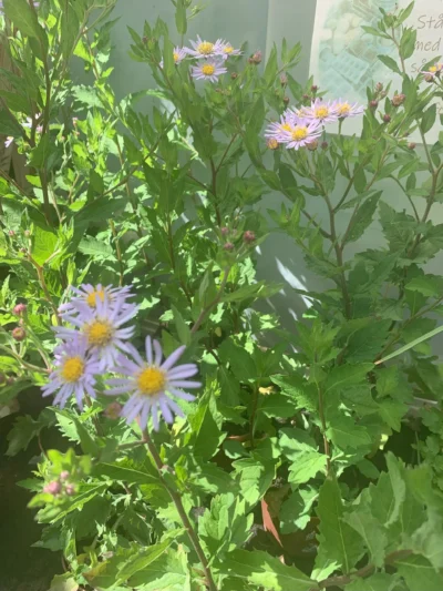 Japansk asters