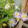 Japansk asters