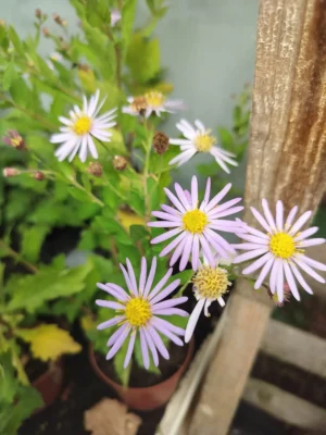 Japansk asters