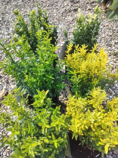 Japansk benved ‘microphyllus green’