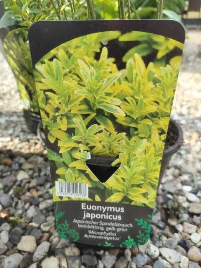 Japansk benved ‘microphyllus Aureovariegatus’