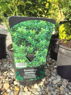 Japansk benved ‘microphyllus green’