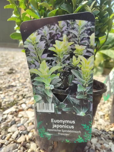 Japansk benved ‘Francien’