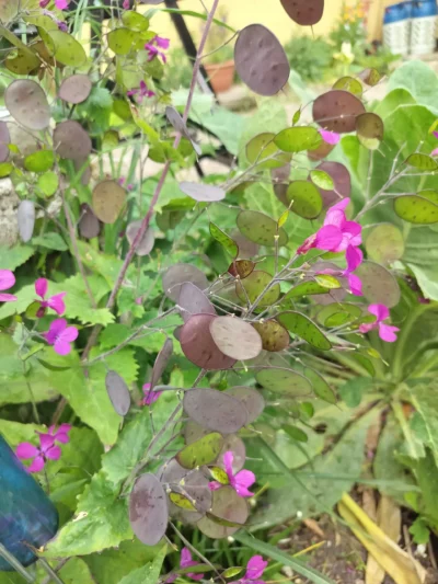 Judaspenge (Lunaria annua)