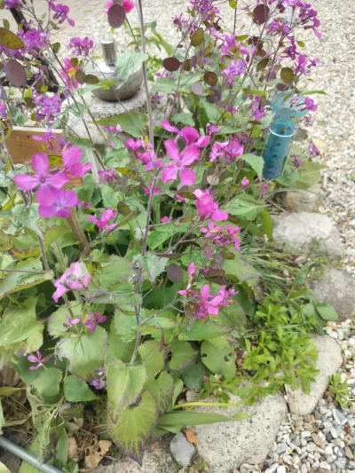Judaspenge (Lunaria annua)