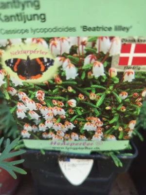 Kantlyng 'Beatrice lilley'