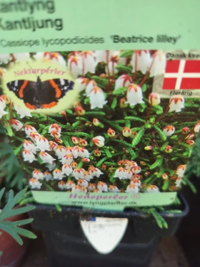 Kantlyng 'Beatrice lilley'