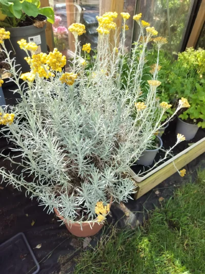 Karryplante Karryplante