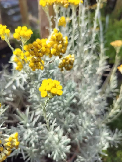 Karryplante Karryplante