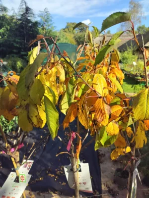 Kirsebærtræ 'Lapins'