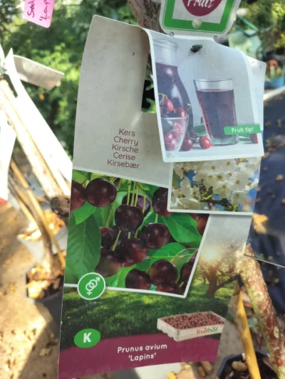 Kirsebærtræ 'Lapins'