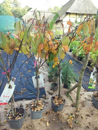 Kirsebærtræ 'Lapins'