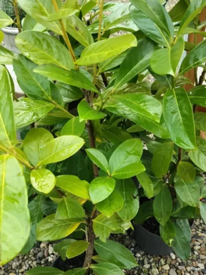 Laurbærkirsebær ‘Novita’