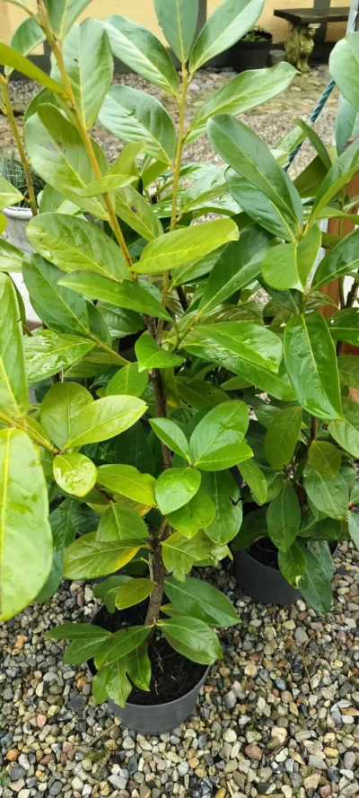 Laurbærkirsebær ‘Novita’