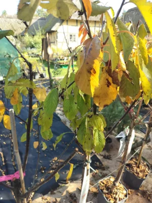 Kirsebærtræ 'Regina'