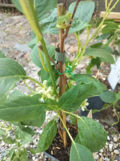 Kiwi 'Weiki'