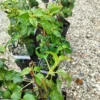 Klatrehortensia ‘petiolaris’