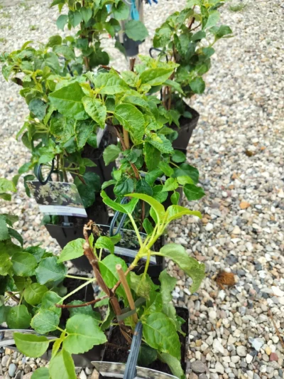 Klatrehortensia ‘petiolaris’
