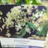 Klatrehortensia ‘petiolaris’