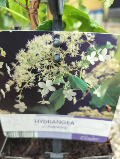 Klatrehortensia ‘petiolaris’