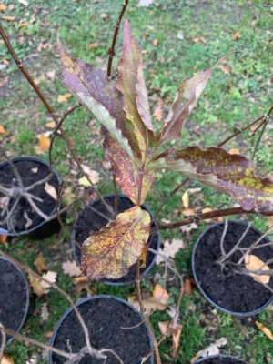 Klokkebusk 'Bristol ruby'