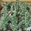 Krybende benved ’emerald gaiety’
