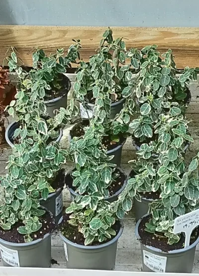 Krybende benved ’emerald gaiety’