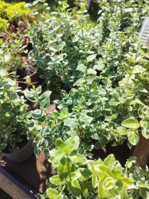 Krybende benved ’emerald gaiety’