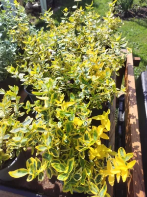 Krybende benved ’emerald gold’