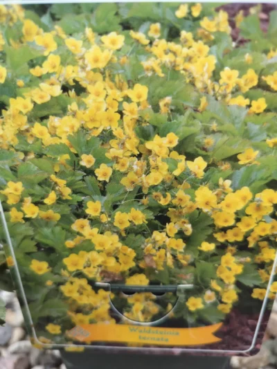 Krybende guldjordbær