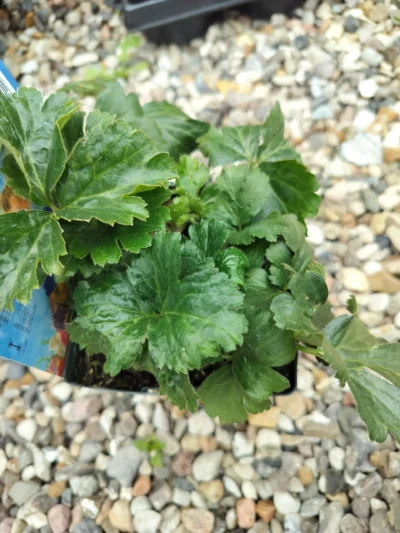 Krybende guldjordbær