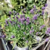 Lavendel ‘Hidcote Blue’