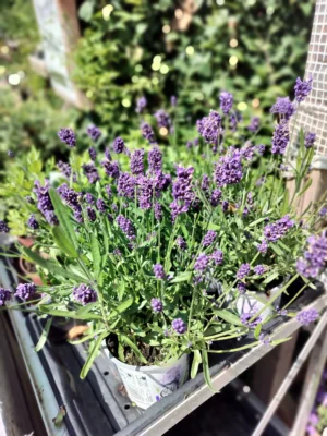 Lavendel ‘Hidcote Blue’