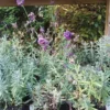 Lavendel ‘Hidcote Blue’