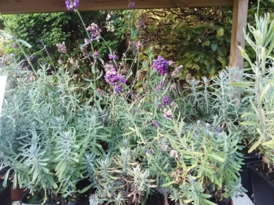 Lavendel ‘Hidcote Blue’