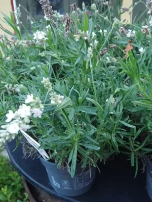 Lavendel ‘Weiß’
