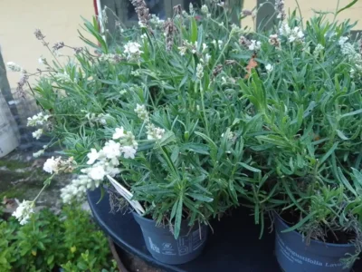 Lavendel ‘Weiß’