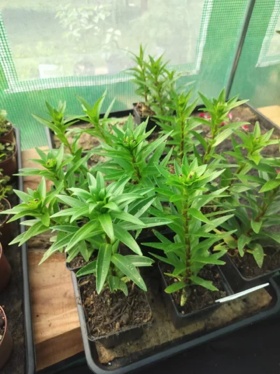 Lilje 'Abbeville's pride'