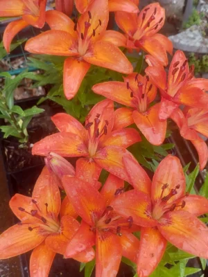 Lilje 'Abbeville's pride'