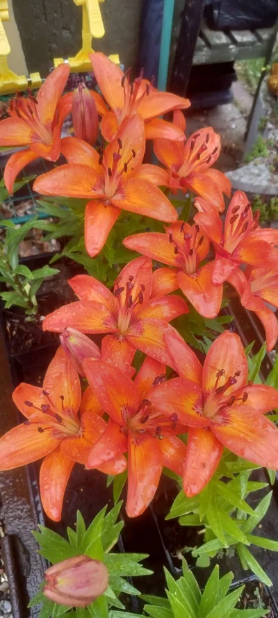 Lilje 'Abbeville's pride'