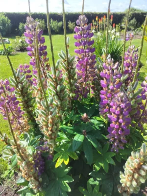 Lupin