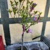 Opstammet magnolia 'susan'