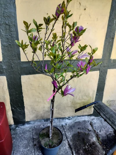 Opstammet magnolia 'susan'