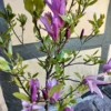 Opstammet magnolia 'susan'