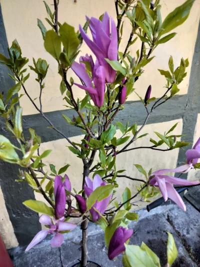 Opstammet magnolia 'susan'