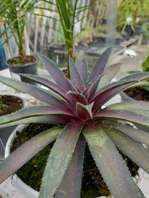 Mangave 'Blazing Saddles'