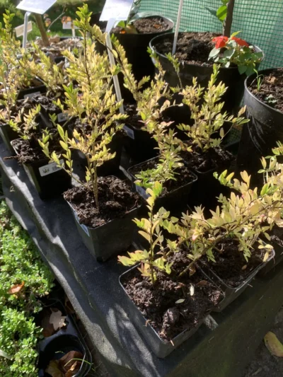 Myrtegedeblad 'Maigrün'